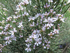 Veronica cupressoides