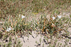 Pancratium maritimum