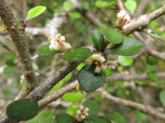 Pittosporum obcordatum
