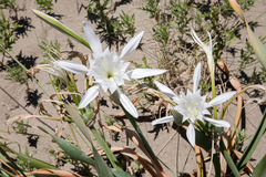 Pancratium maritimum