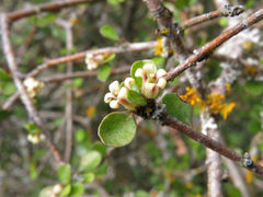Pittosporum obcordatum