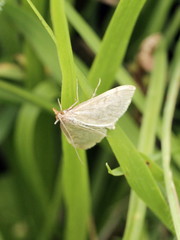Udea lutealis