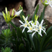 Illyrian Star Lily - Photo (c) aurelio candido, some rights reserved (CC BY-NC-SA)