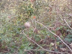 Erithacus rubecula