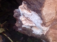 Fungi