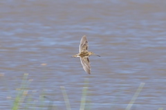Gallinago nigripennis