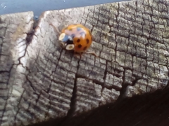 Harmonia axyridis