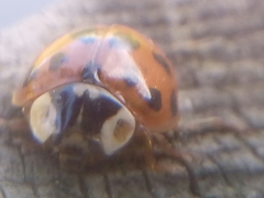 Harmonia axyridis