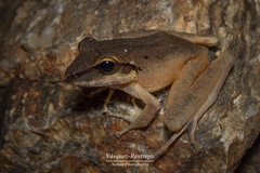 Craugastor raniformis