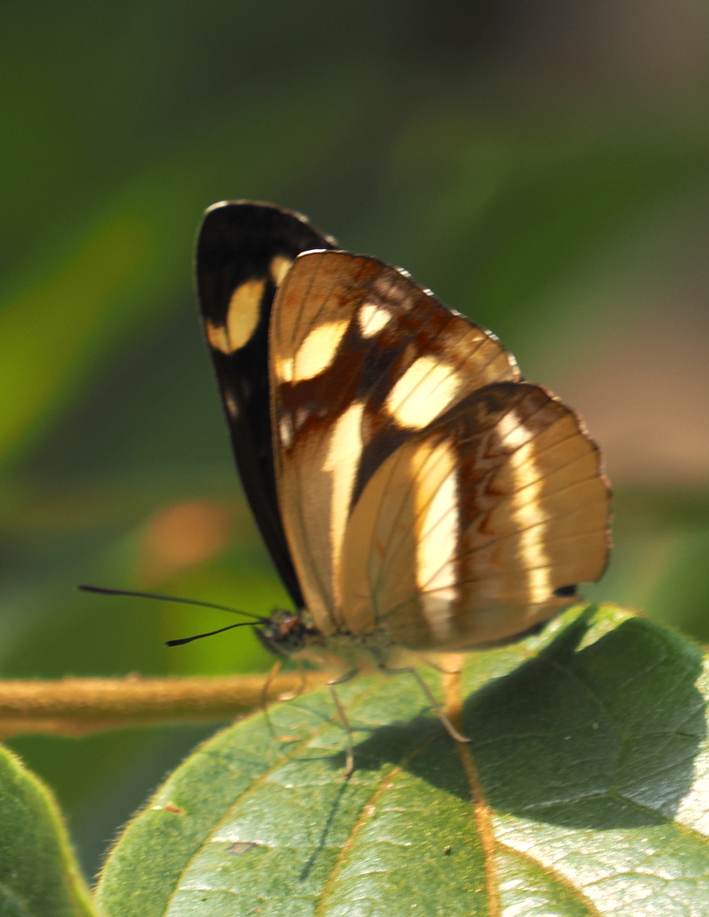 Neptis armandia