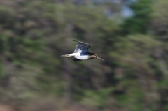 Gallinago nigripennis