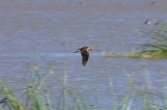Gallinago nigripennis