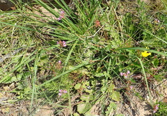 Pelargonium columbinum