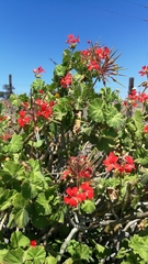 Pelargonium inquinans