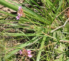 Pelargonium columbinum
