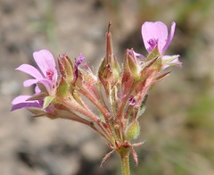Pelargonium columbinum