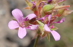 Pelargonium columbinum