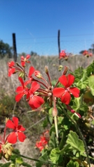 Pelargonium inquinans