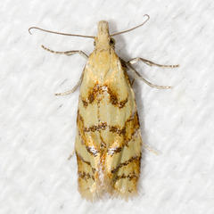 Phtheochroa vitellinana