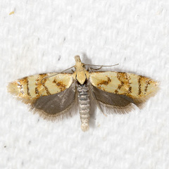 Phtheochroa vitellinana