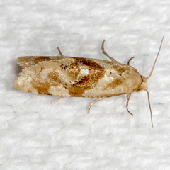 Gynnidomorpha romonana