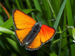 Lycaena hippothoe italica