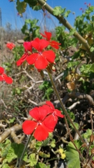 Pelargonium inquinans