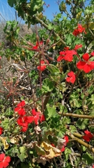 Pelargonium inquinans