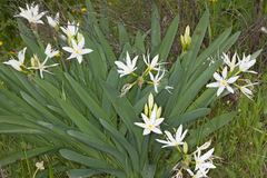 Pancratium illyricum