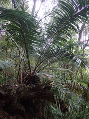 Lepidozamia peroffskyana