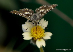 Spialia galba