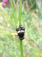 Helophilus cingulatus