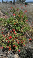 Pelargonium inquinans