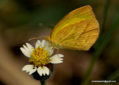 Eurema laeta