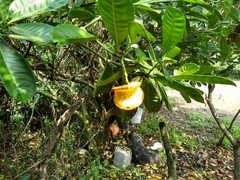 Tabernaemontana alba