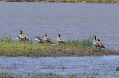 Alopochen aegyptiaca