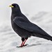 Alpine Chough - Photo (c) Marco Vicariotto, some rights reserved (CC BY-NC-ND), uploaded by Marco Vicariotto