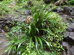 Helmholtzia glaberrima