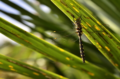 Procordulia grayi