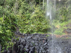 Helmholtzia glaberrima