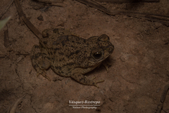 Rhinella beebei
