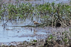 Charadrius pecuarius