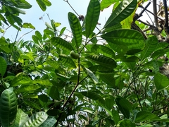 Tabernaemontana alba