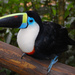 White-throated Toucan - Photo (c) Gabby Sanabria, some rights reserved (CC BY-SA)