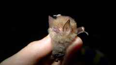 Spurrell's Woolly Bat photo 3