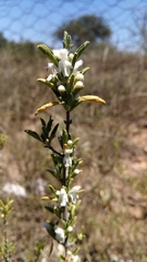 Leucas capensis