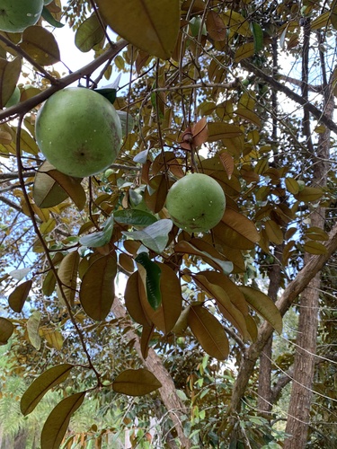 Chrysophyllum cainito - Whole tree
