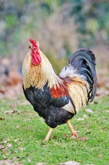 Gallus gallus domesticus