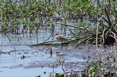 Charadrius pecuarius