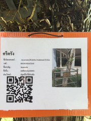 Jacaranda mimosifolia